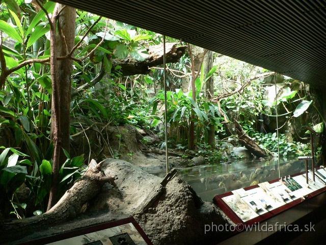 congo exp 4.jpg - African river with fishes and few birds.